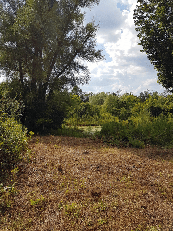 Clearing overgrown brush on the shore of the pond
