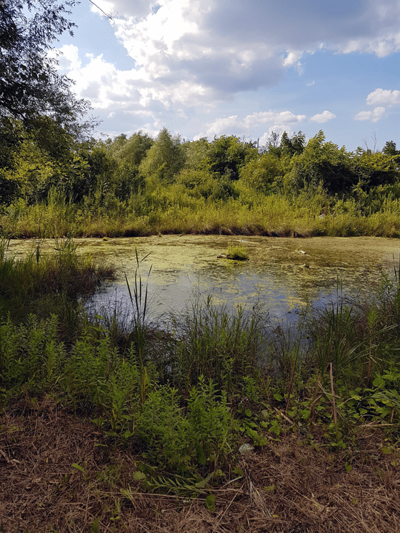 Pond in the summer