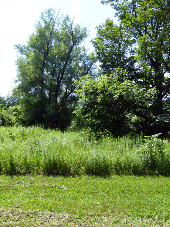 Overgrown brush on the shore of the pond