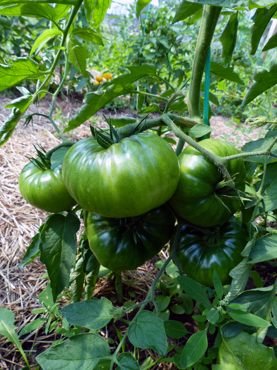 Green tomatoes growing in the garden