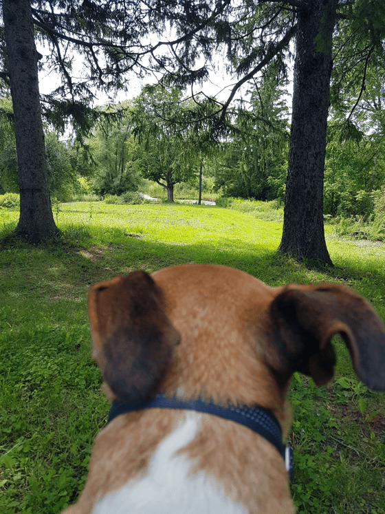 Baxter looking down through the meadow to the pond