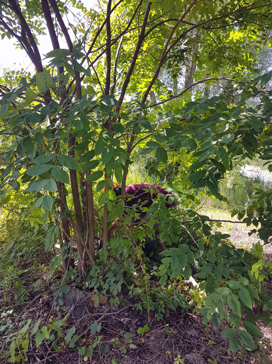 Matt cutting suckers from an old stump