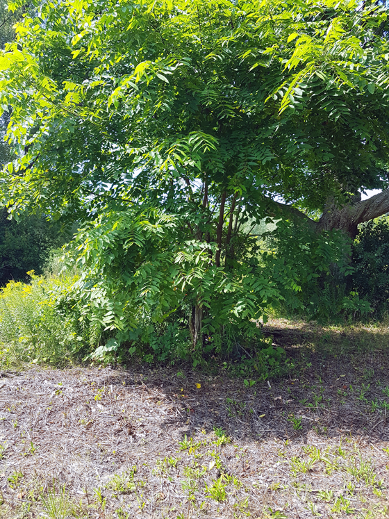 Brush at the edge of the pond