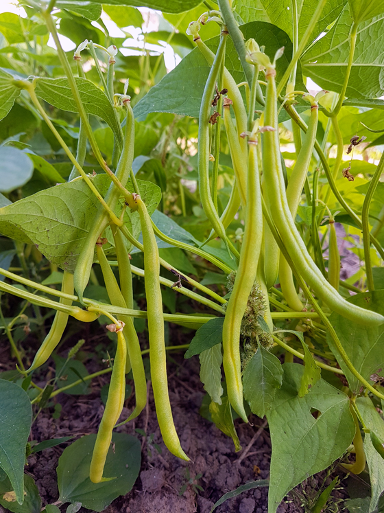 Yellow bush beans