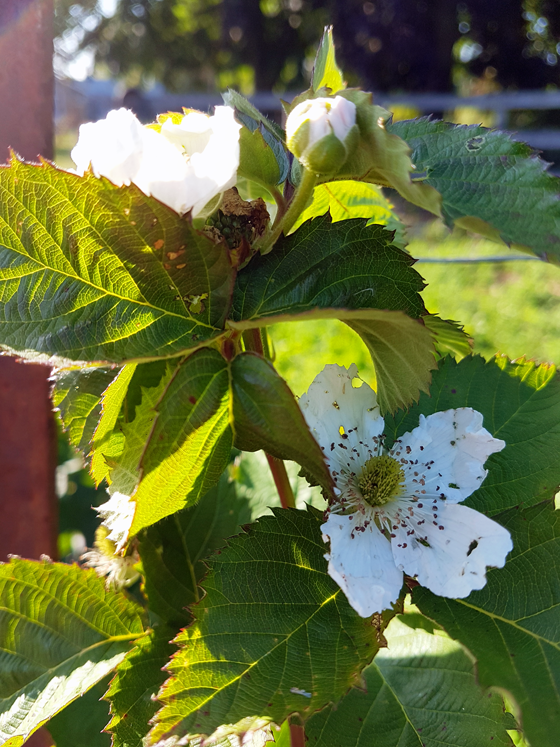 Blackberry blooms