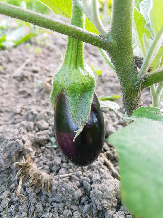 Baby eggplant