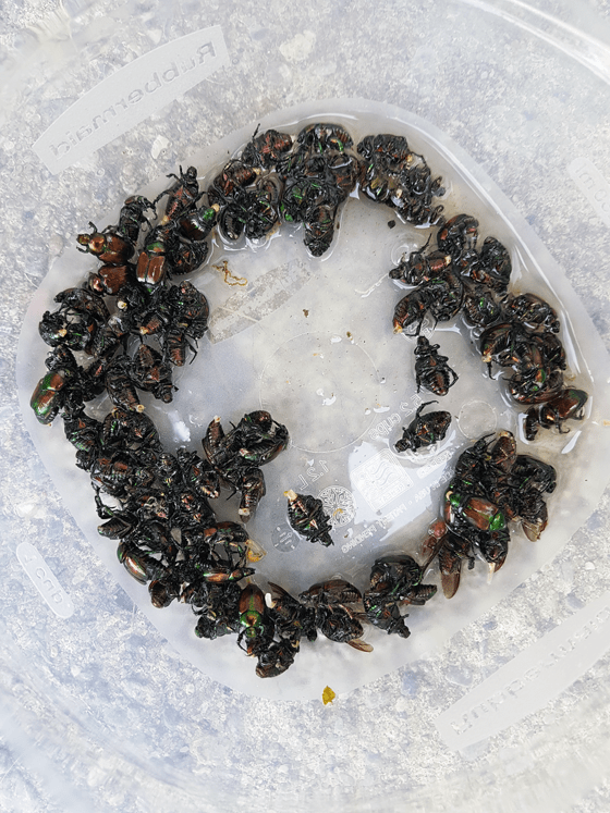 Bucket of dead Japanese beetles