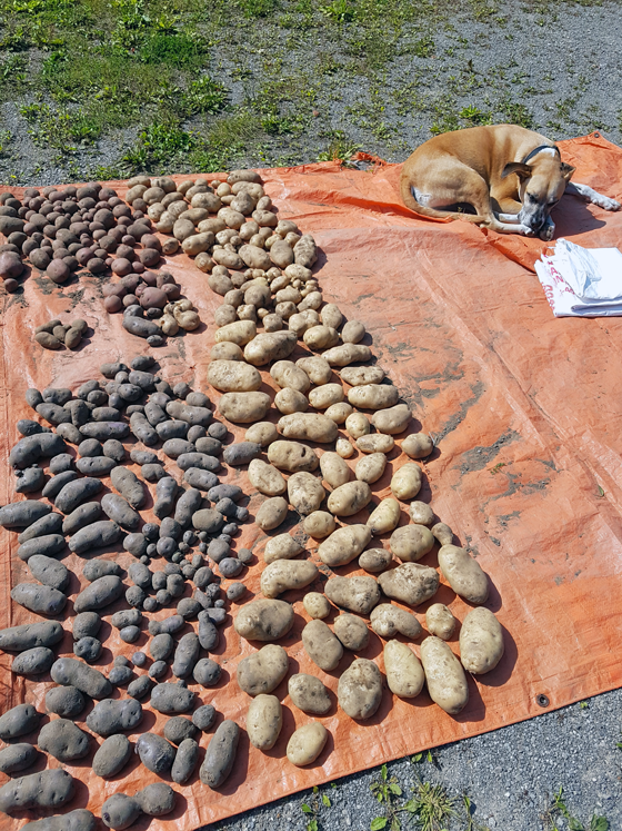 Potato harvest 2017