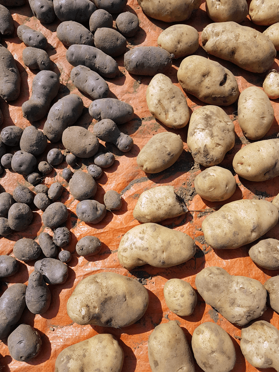 Potato harvest 2017