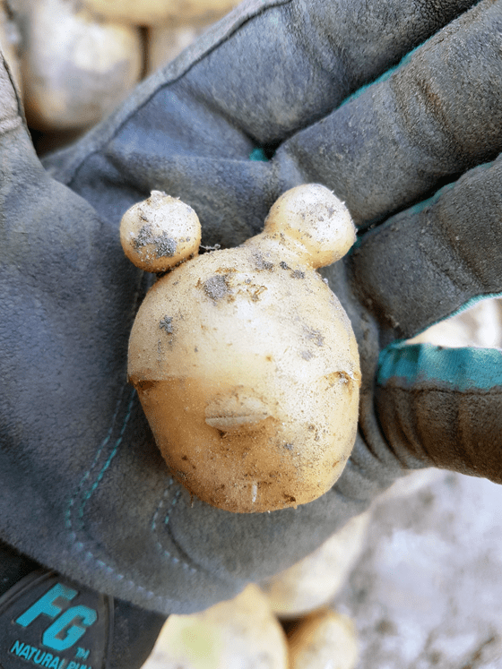Mini Mouse potato
