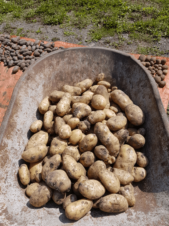 A wheelbarrow full of Kennebec potatoes