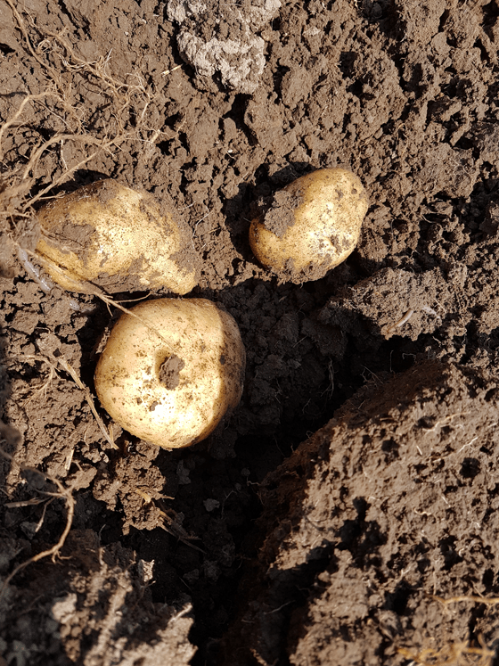 Picking potatoes