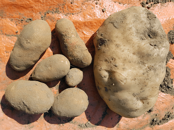 Different size potatoes