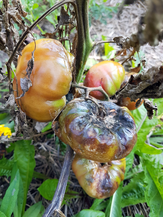 Tomatoes afflicted by blight