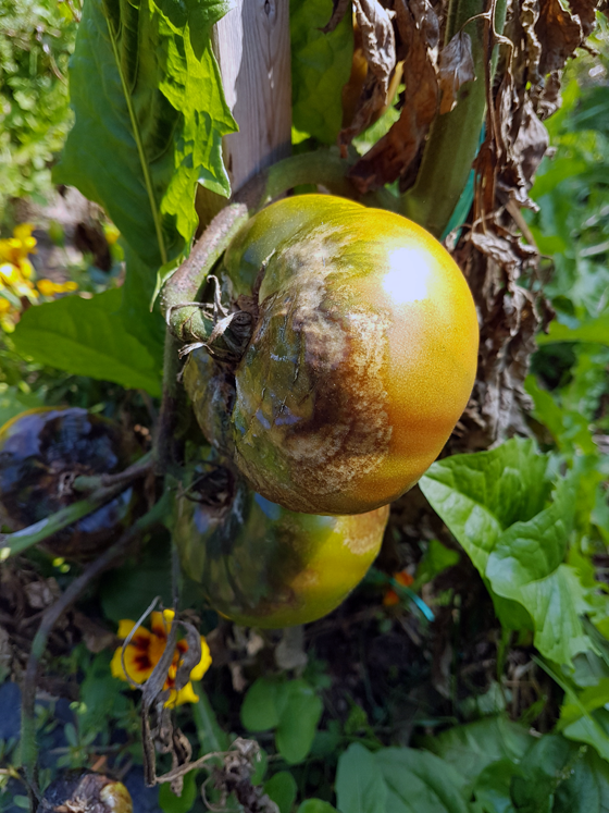 Tomatoes afflicted by blight