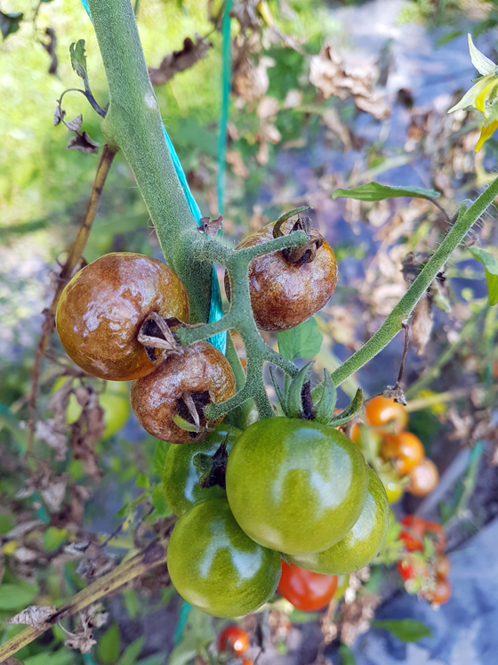 Tomatoes afflicted by blight