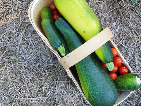 Basket of zucchini