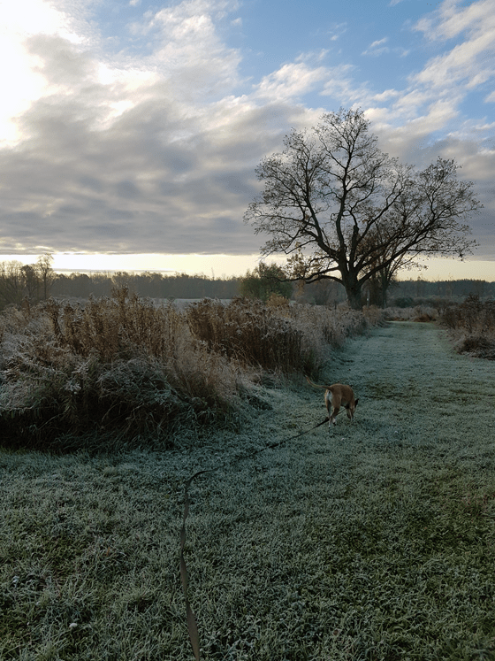 Baxter walking on a frosty morning