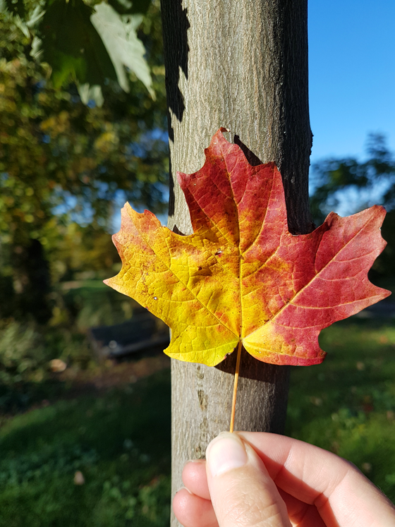 Maple tree trunk