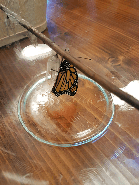 Newly hatched monarch butterfly