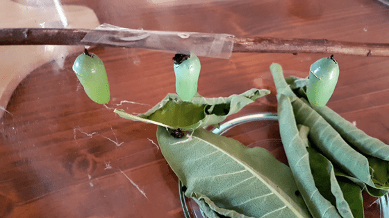 Three monarch chrysalis