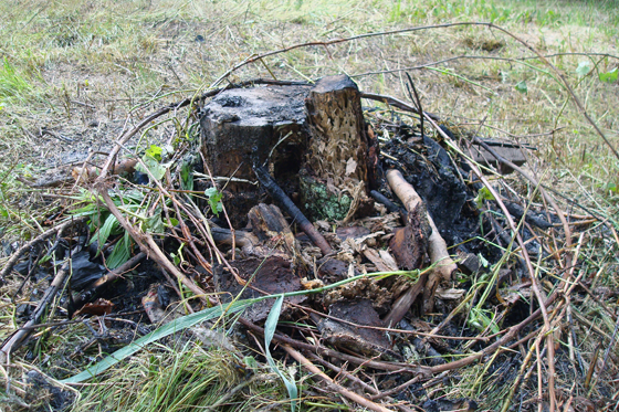 Burning a stump