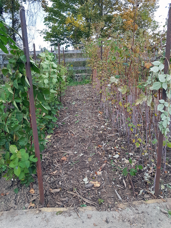 How to prune raspberries