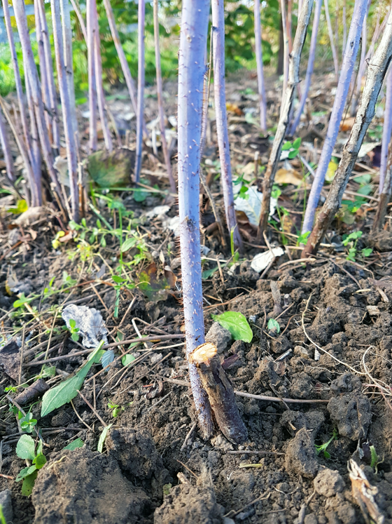 How to prune raspberries