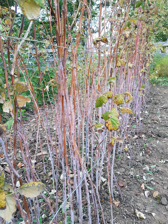 How to prune raspberries