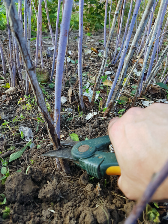 How to prune raspberries