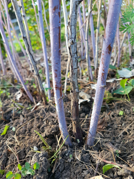 How to prune raspberries