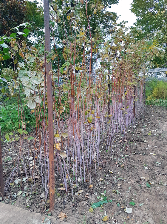 How to prune raspberries