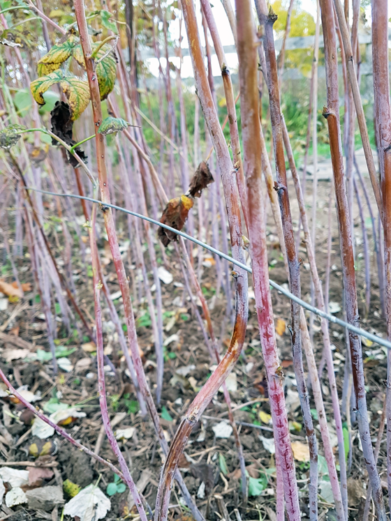 How to prune raspberries
