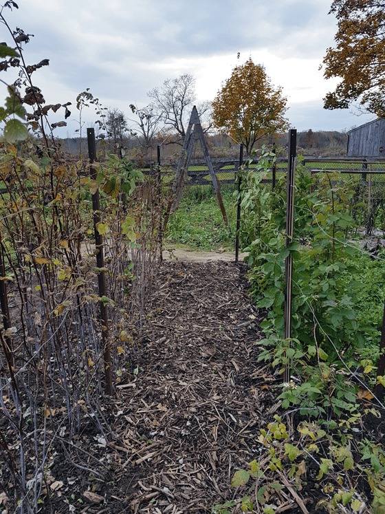 Looking across the garden from the raspberry row to the squash trellis