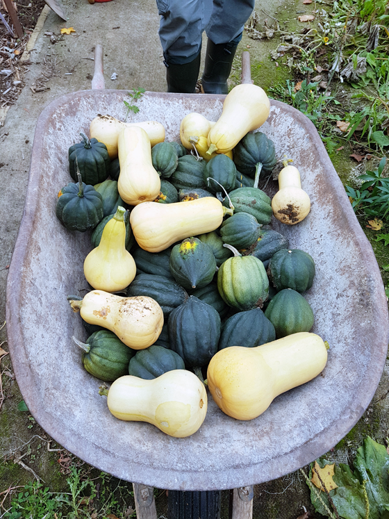 Wheelbarrow full of butternut and acorn squash