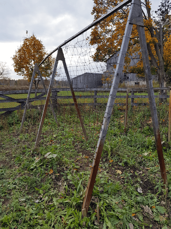 Squash A-frame trellis