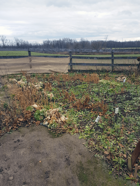 Messy garden in late fall