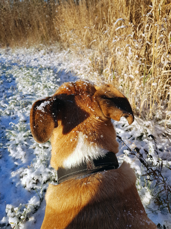 Baxter surveying the fields after the first snowfall