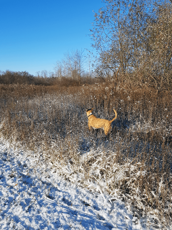 Baxter surveying the fields after the first snowfall