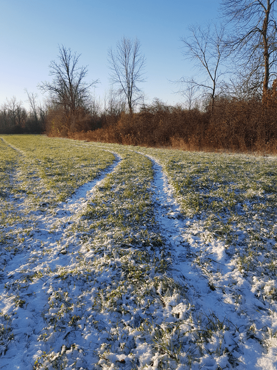 Tire tracks across the field after the first snowfall