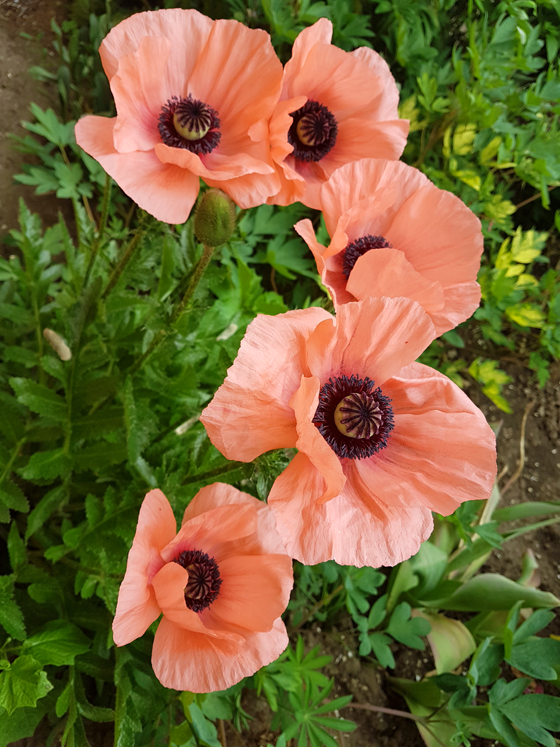 Light pink poppies