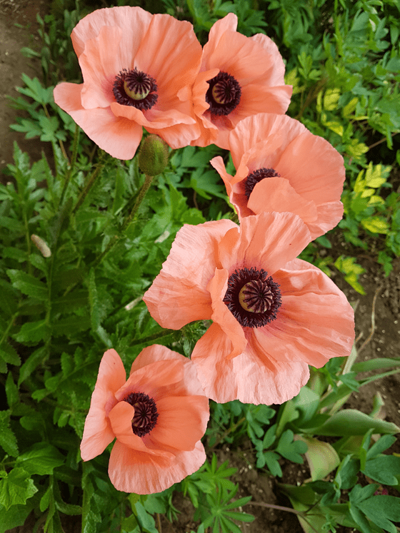 Light pink poppies