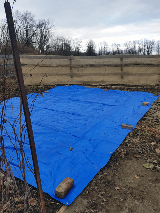 Blue tarp spread over the vegetable garden