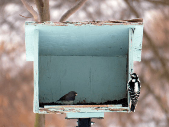Woodpecker and junco at the birdfeeder