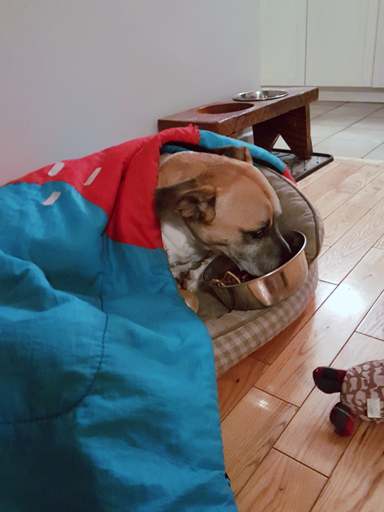 Baxter eating under his blanket in bed