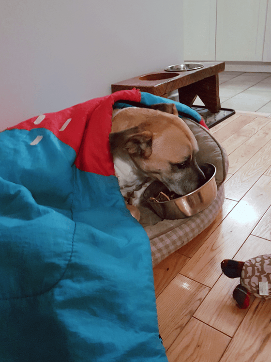 Baxter eating under his blanket in bed