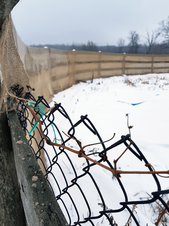 Grape vines wrapped in burlap for the winter