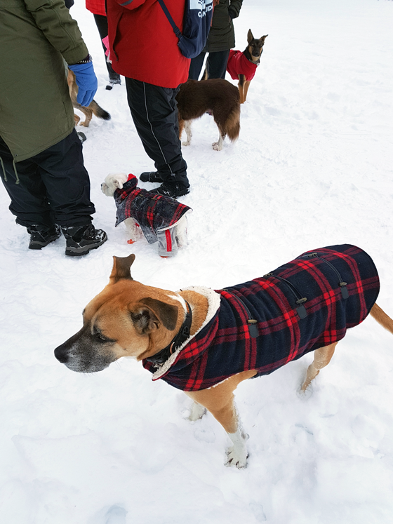 Dogs in matching plaid coats