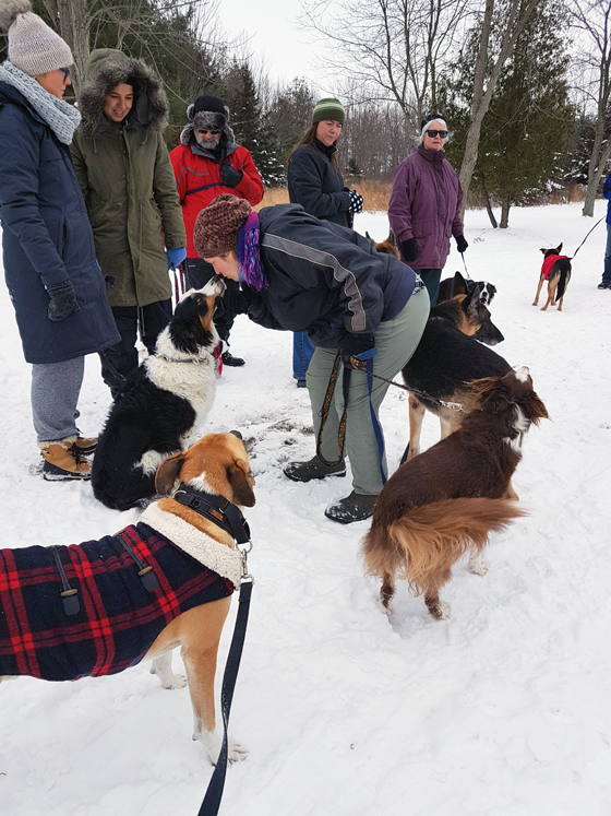 Dogs hiking in the snow