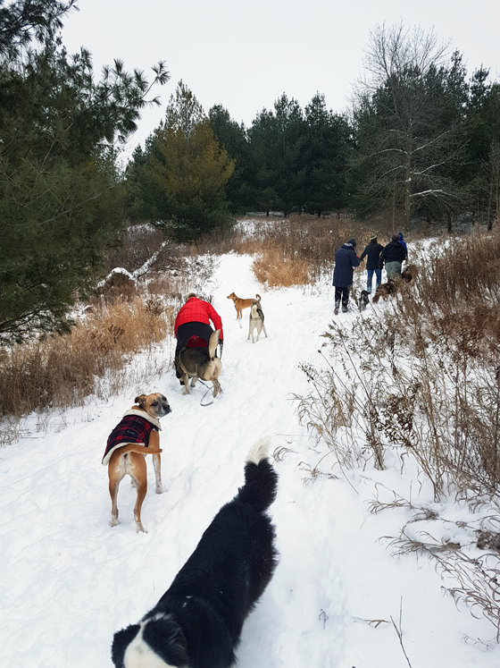 Dogs hiking in the snow